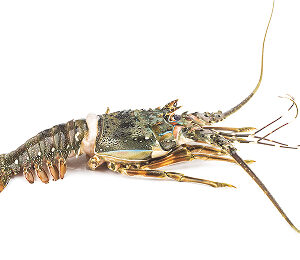 Lobsters